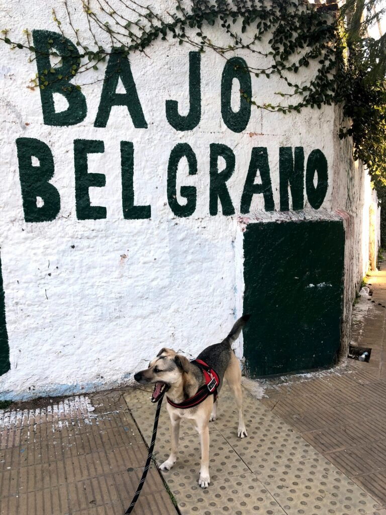 Entiende a tu perro