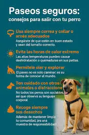 Paseos seguros y tranquilos con tu perro